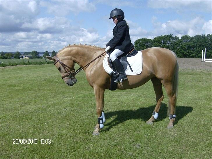DSP katborgs lou lou billede 1