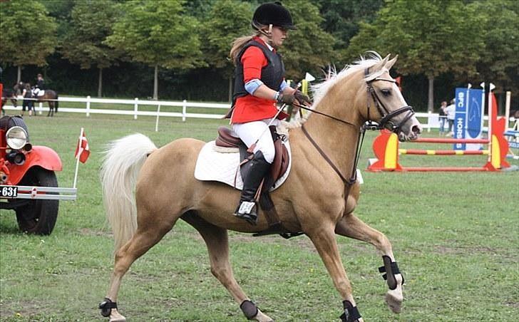Palomino Yabadoo - Copenhagen horse show 2010. Nr. 11 i Lb* :) Taget af MCL-foto og har fået tilladelse til at bruge det billede 7