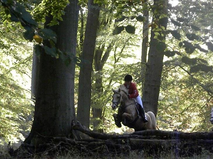 Palomino Yabadoo - Hillerød c-stævne :Dbilledet er taget af far :) billede 10