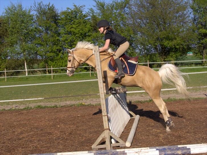 Palomino Yabadoo - Træning derhjemme :) Billedet er taget af far (: billede 13