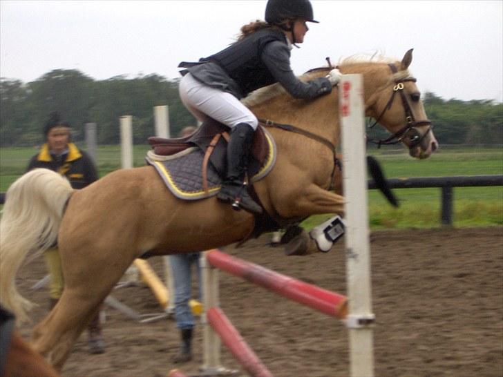 Palomino Yabadoo - Øresundscup nr. 1 :D Billedet er taget af Farmand.. billede 14