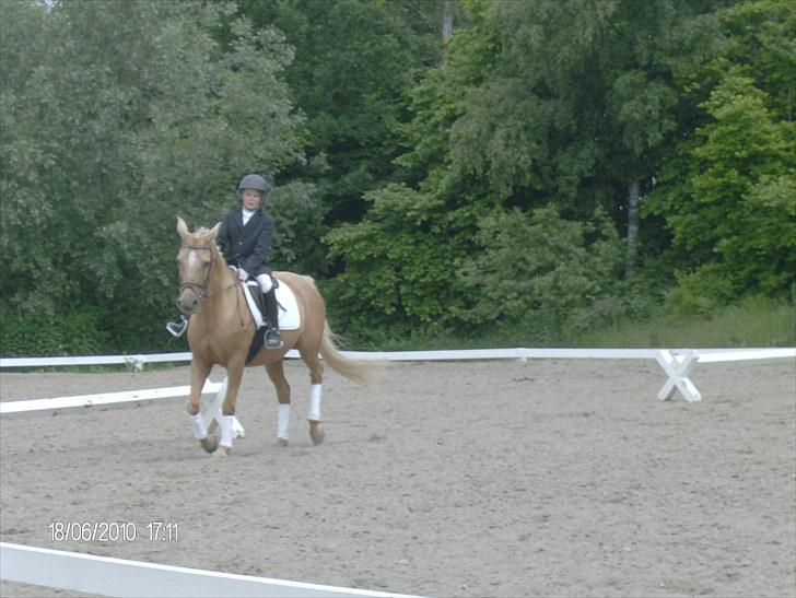 DSP katborgs lou lou billede 5