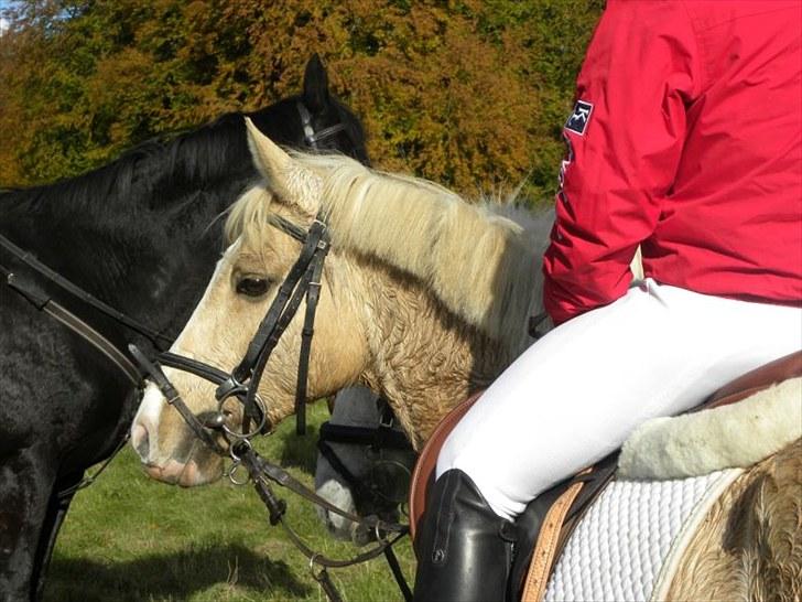 Palomino Yabadoo - Jagt i hegnet 2009 :) Billedet er taget af Far :) billede 17