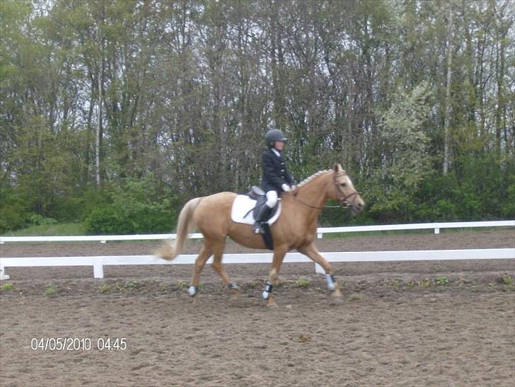 DSP katborgs lou lou billede 6
