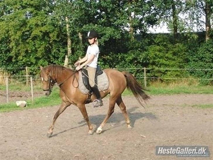 Welsh Pony (sec B) Stoak Laura (Stoakie) - Dressur træning sommer 2009 billede 15