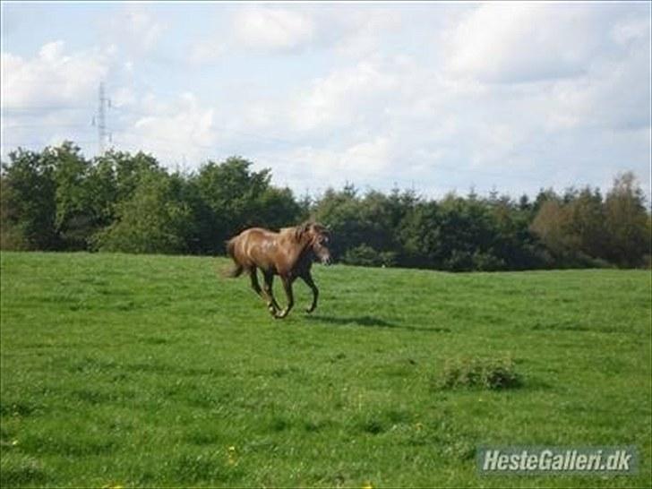Welsh Pony (sec B) Stoak Laura (Stoakie) - Dejlig med en lille sommer galop på marken :D billede 16