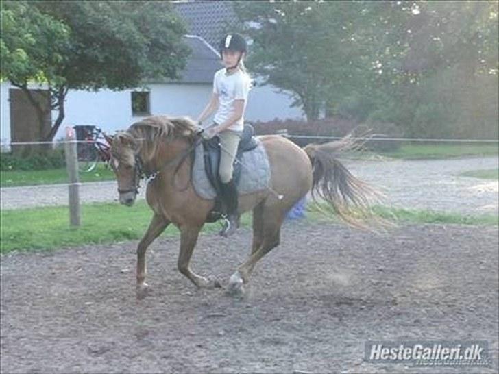 Welsh Pony (sec B) Stoak Laura (Stoakie) - Galop sommer 2009 :> billede 17