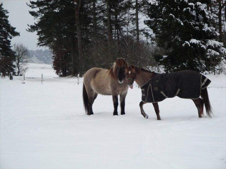 Welsh Pony (sec B) Stoak Laura (Stoakie) - Stoakie den lille skøn hed sammen med bamse björk venter 2009 (kig lige stoakies tunge) billede 18