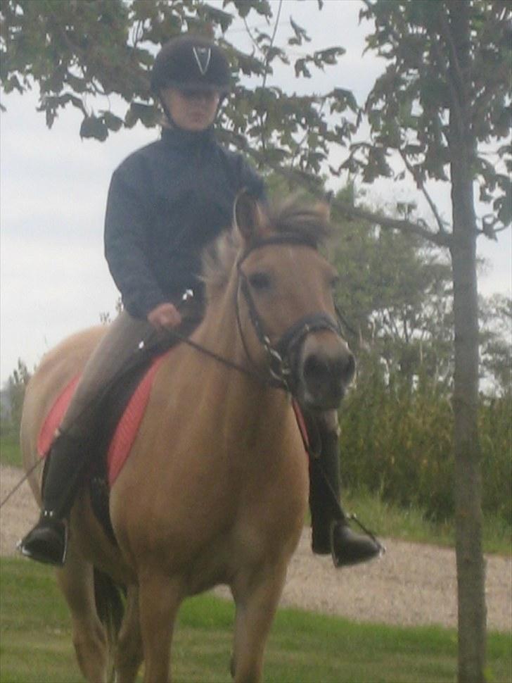 Fjordhest Tulle †  billede 13