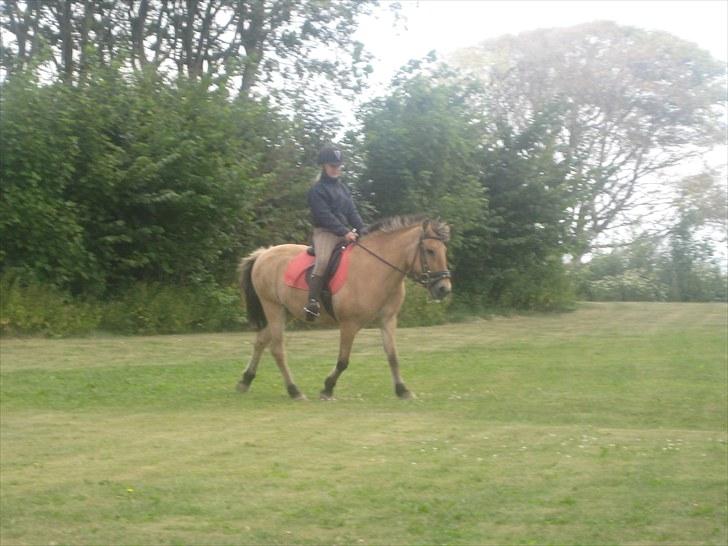 Fjordhest Tulle †  billede 14