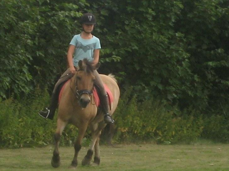 Fjordhest Tulle †  - elsker billede! <´33 billede 15