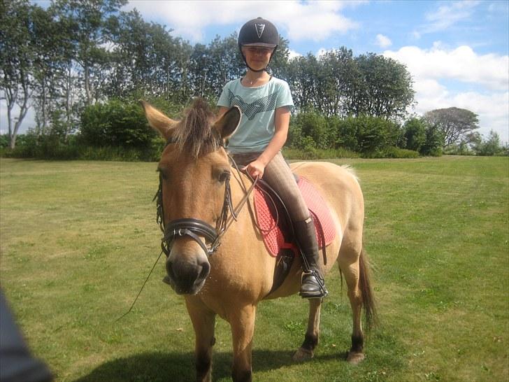 Fjordhest Tulle †  billede 16