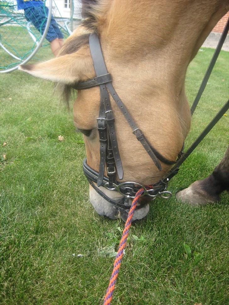 Fjordhest Tulle †  - SØDE <´3 billede 17