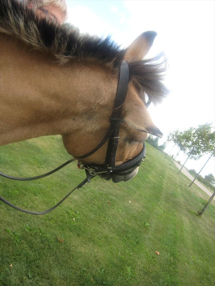 Fjordhest Tulle †  - SWEET XD ! <´3 billede 18