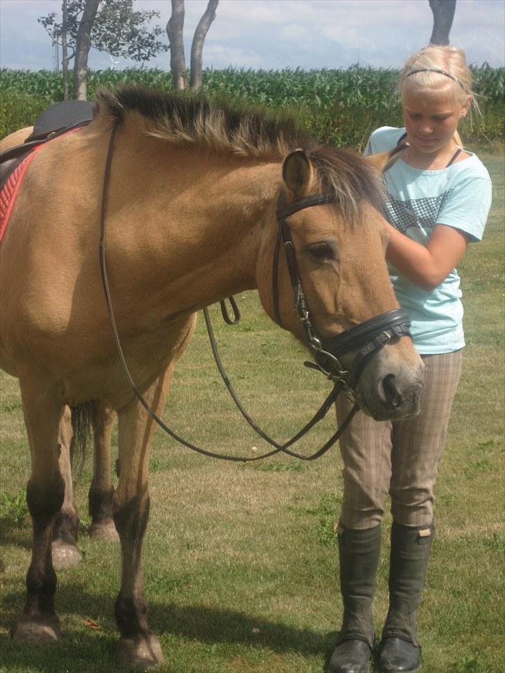 Fjordhest Tulle †  - Forever <´33 billede 19