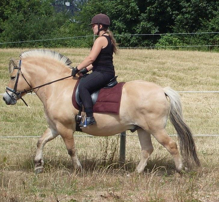 Fjordhest Hjerter Maximus R.I.P billede 7