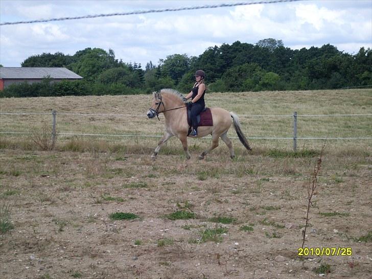 Fjordhest Hjerter Maximus R.I.P billede 8