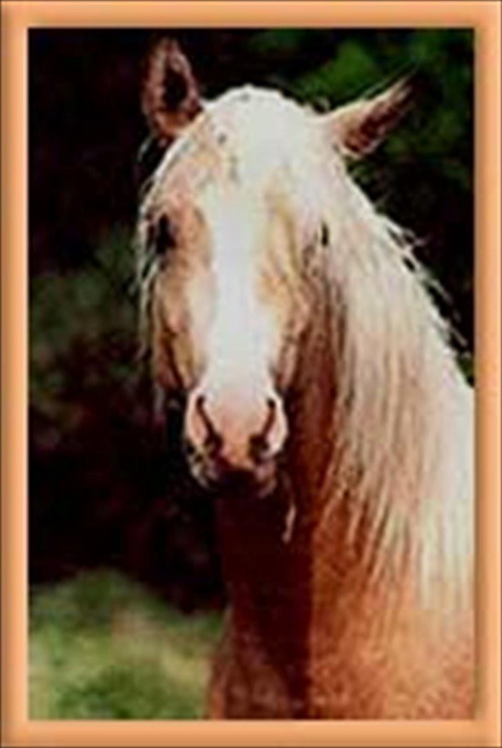 Palomino Yabadoo - Smukke Yaba <3 Foto: Mig og Mobil :D billede 19