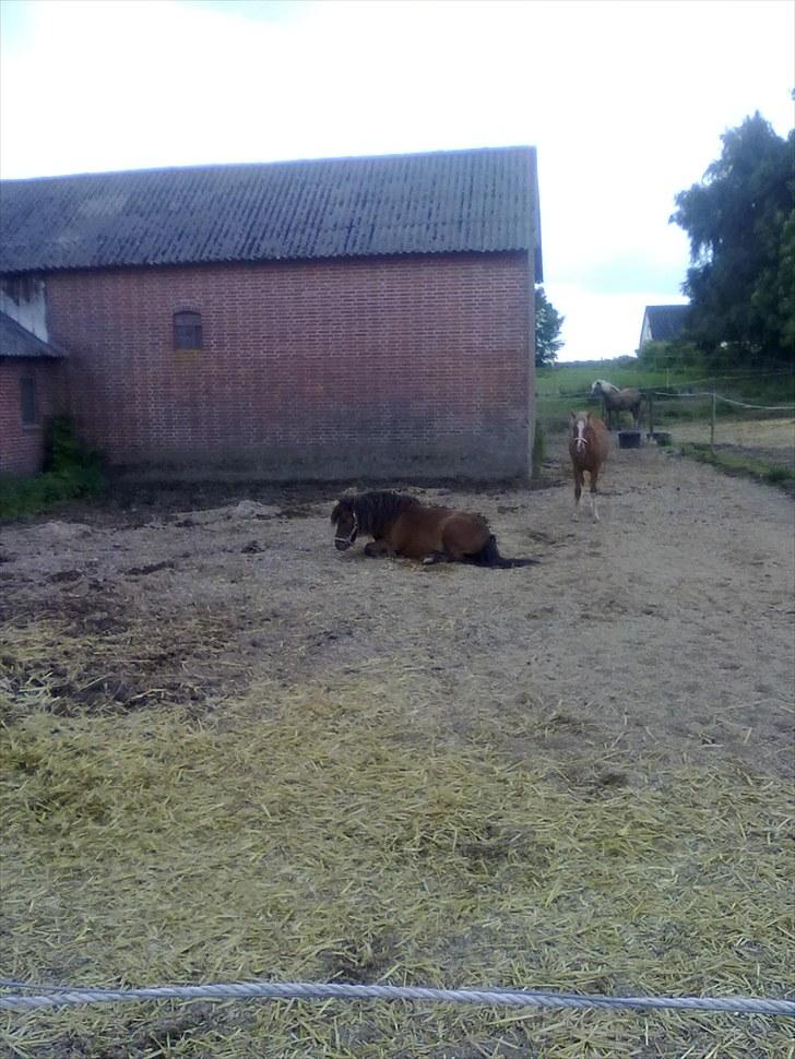 Anden særlig race Sesam  SOLGT - sesam ligger og slapper af billede 8