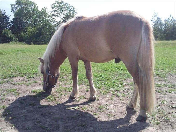 Shetlænder Dotzauers Frederik billede 9