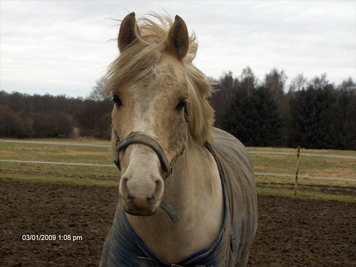 Palomino Yabadoo billede 20