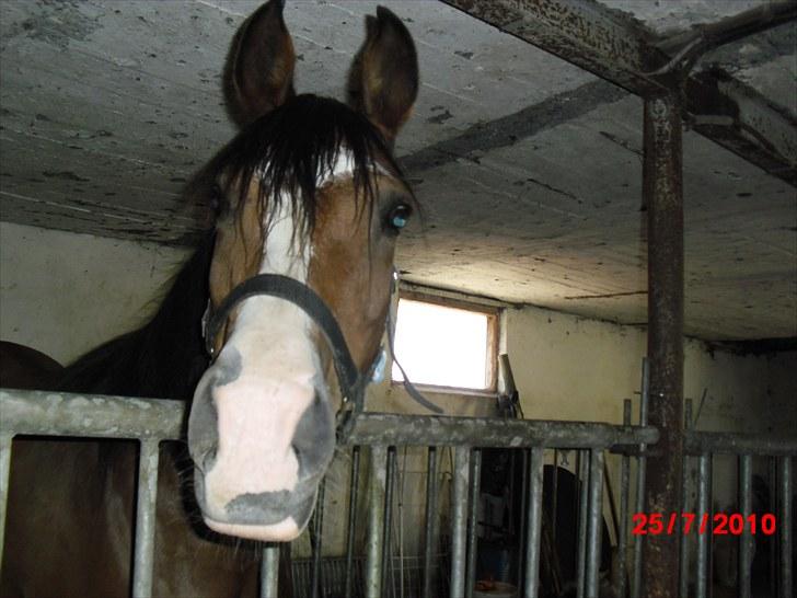 DSP Lakifa SDH 299 billede 2