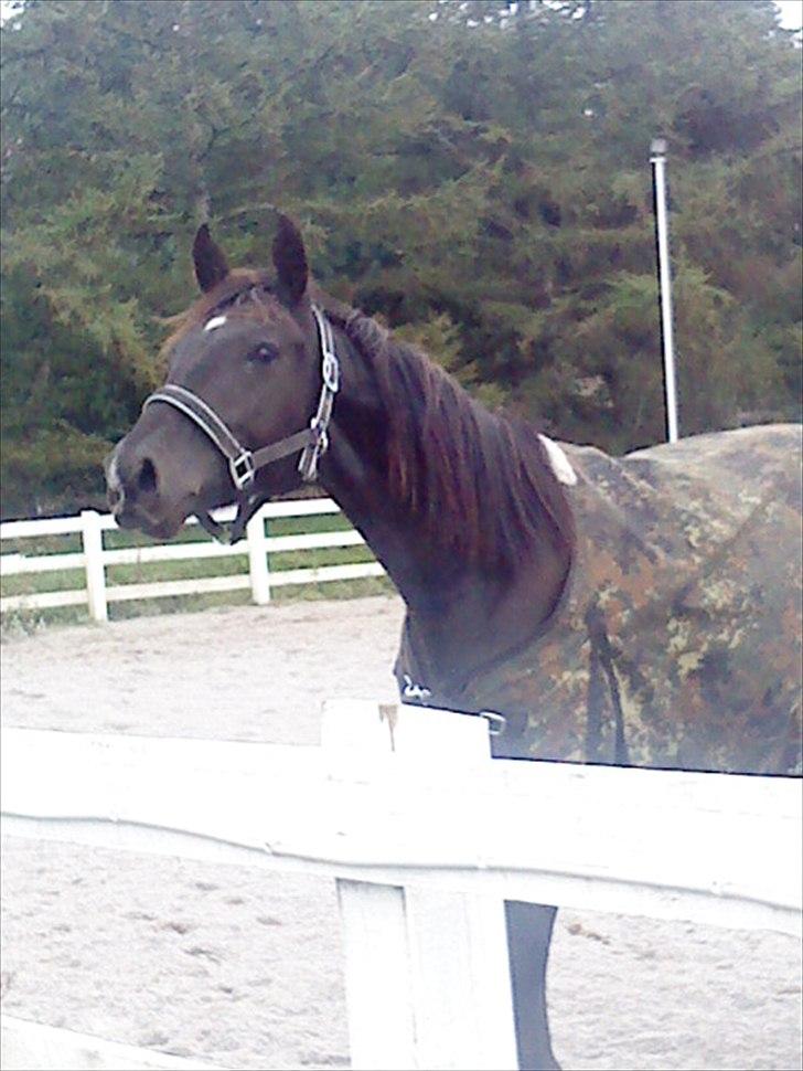 Anden særlig race Ravnholts Blaze billede 13