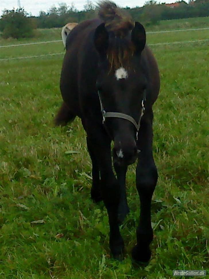 Anden særlig race Ravnholts Blaze billede 2