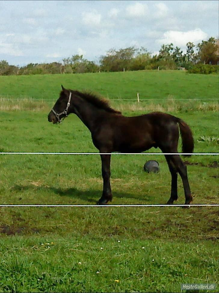 Anden særlig race Ravnholts Blaze billede 1