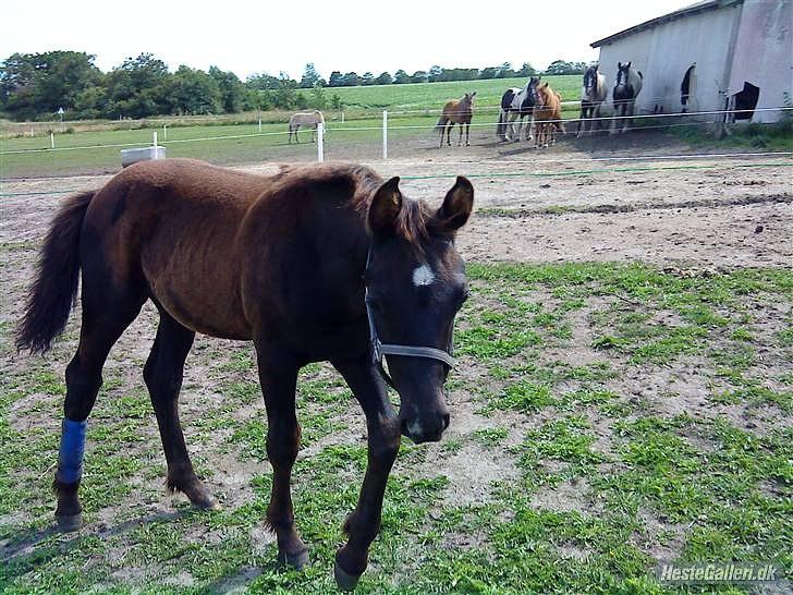 Anden særlig race Ravnholts Blaze billede 4