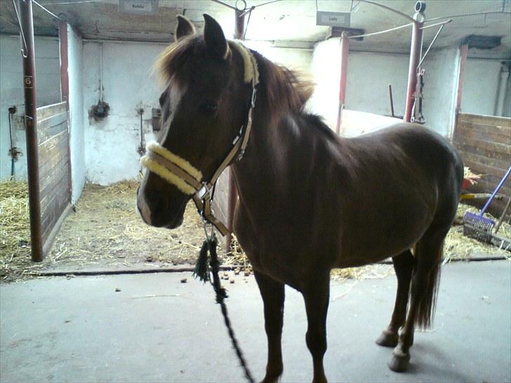 Anden særlig race Lady (Tidligere part) billede 1