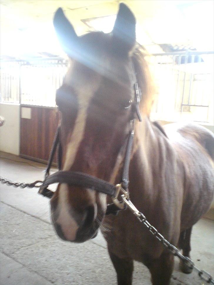 Anden særlig race Lady (Tidligere part) billede 2