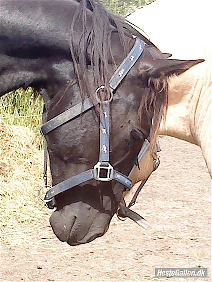 Anden særlig race Ravnholts Blaze - Kærlighed billede 5