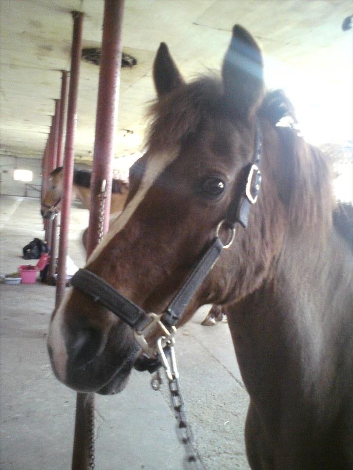 Anden særlig race Lady (Tidligere part) billede 3