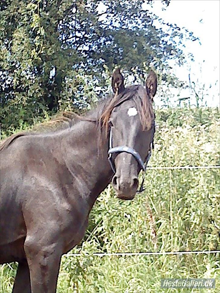 Anden særlig race Ravnholts Blaze billede 6