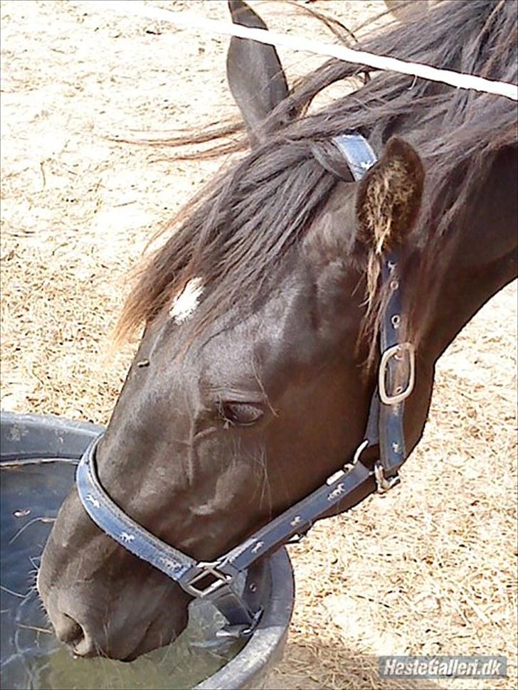 Anden særlig race Ravnholts Blaze billede 7