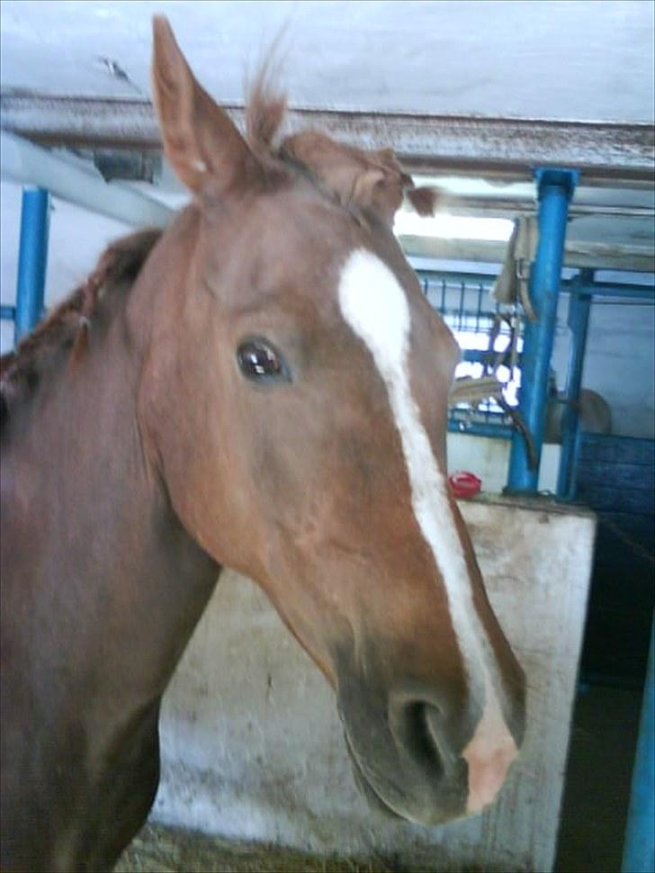 Anden særlig race Lady (Tidligere part) billede 5