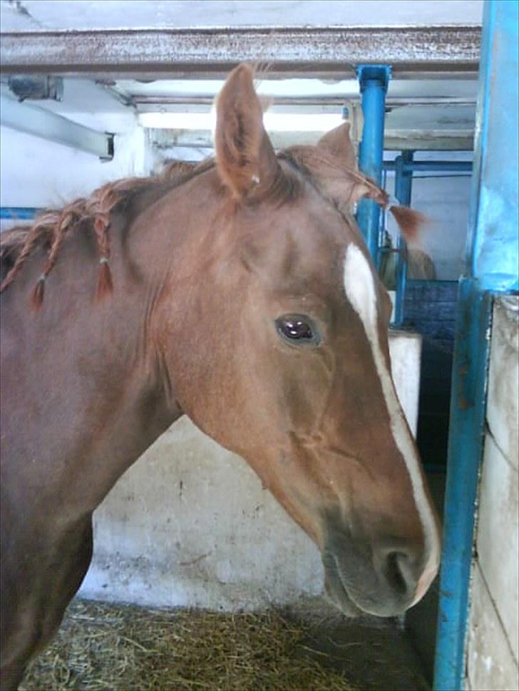 Anden særlig race Lady (Tidligere part) billede 6