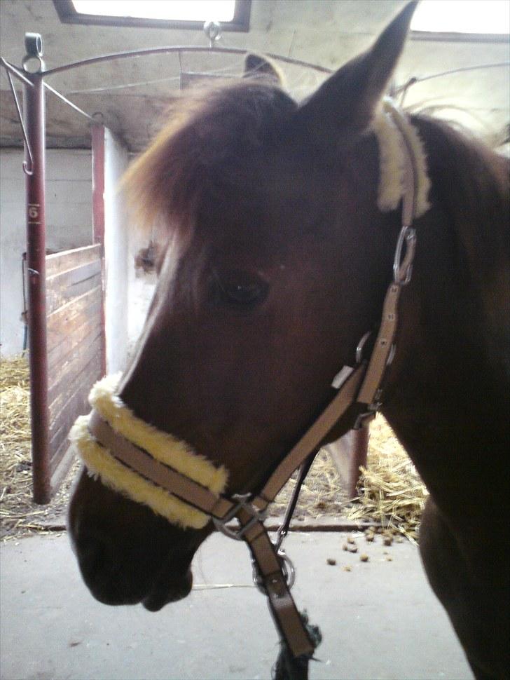 Anden særlig race Lady (Tidligere part) billede 7