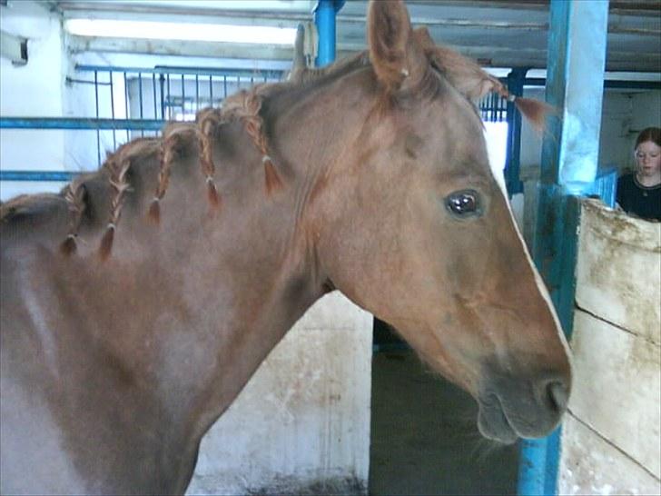 Anden særlig race Lady (Tidligere part) billede 8