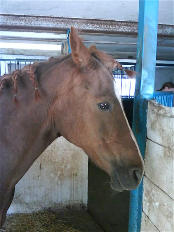 Anden særlig race Lady (Tidligere part) billede 11