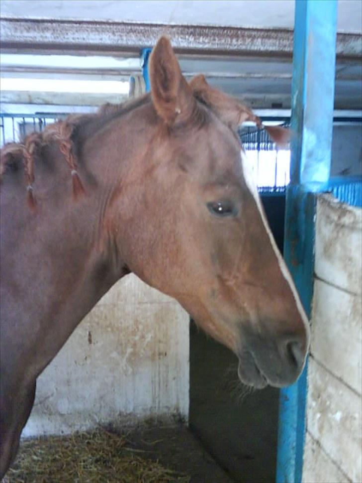 Anden særlig race Lady (Tidligere part) billede 12