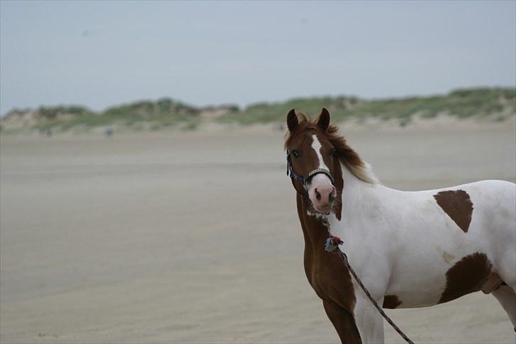 Anden særlig race Little sky (Solgt) - Vildt hyggelig  tur til Rømø ;) billede 8