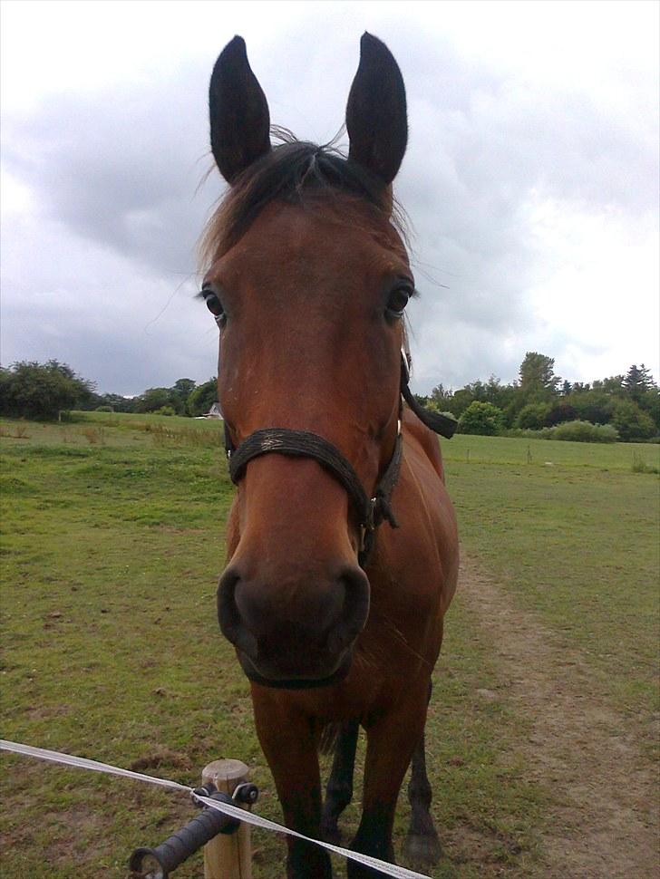 Traver Luke billede 20