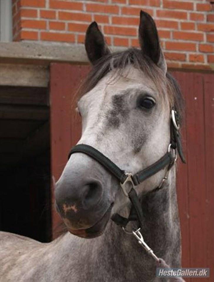 New Forest Oliver<3  billede 1