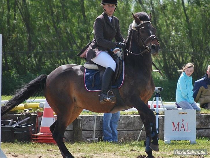Hollandsk Sportspony Lm's Paturijn (krumme) billede 9