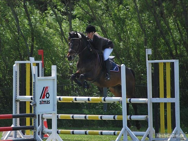 Hollandsk Sportspony Lm's Paturijn (krumme) billede 10