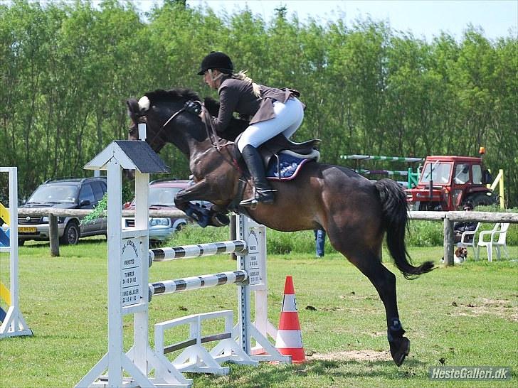 Hollandsk Sportspony Lm's Paturijn (krumme) billede 11