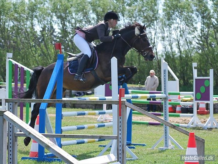 Hollandsk Sportspony Lm's Paturijn (krumme) billede 12