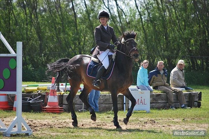 Hollandsk Sportspony Lm's Paturijn (krumme) billede 14